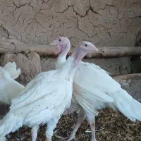 جوجه بوقلمون