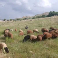 بره نر جهت تکمیل دوره پروار