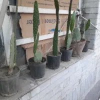کاکتوس