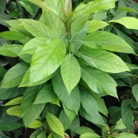 فروش نهال آووکادو