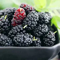 شاه توت درجه یک