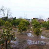 زمین ۱۰۰۰ متری دارای سند تک برگ روستای وسطی کلا|فروش زمین و ملک کلنگی|تهران, نیروی هوایی (پیروزی)|دیوار