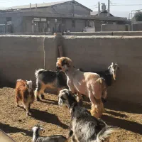 کهره شاخ جفت و بره جنس دار بذری (تخمی)|حیوانات مزرعه|شیراز, کوشک بیدک|دیوار