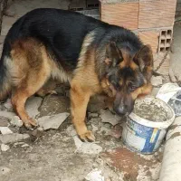 واگذاری سگ ژرمن نر