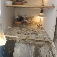 کفتر داخل آگهی بخونید