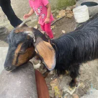 بزغاله|حیوانات مزرعه|شاندرمن, |دیوار