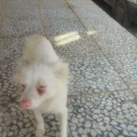 سگ پاپی