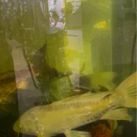 ماهی کوی باله بلند مولد|ماهی|اراک, |دیوار