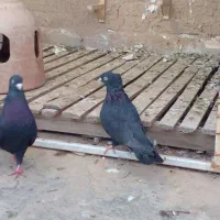 یک جفت ذاغ آبادانی|پرنده|مینودشت, |دیوار