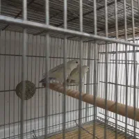 فروش کوتوله و عروس هلندی|پرنده|مبارکه, |دیوار