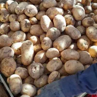 سیب زمینی جلی درجه یک|عمده‌فروشی|لالجین, |دیوار