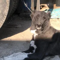 سگ قهدرجونی