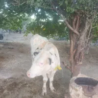 گوساله نر سیمتال اصل