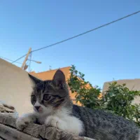 بچه گربه خانگی سالم|گربه|اشکذر, |دیوار