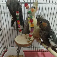 تعدادی عروس هلندی تازه دونخور رام|پرنده|ساری, |دیوار