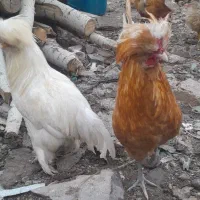 مرغ خروس سلطان