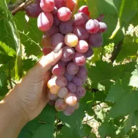 نهالستان عرضه انواع نهال های با کیفیت|خدمات باغبانی و درختکاری|بوکان, |دیوار