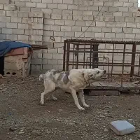 واگذاری سگ نگهبان|سگ|سیلوانه, |دیوار