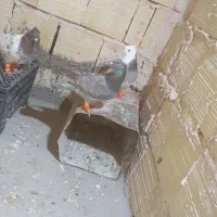 سه عدد کفتر صید پرشی