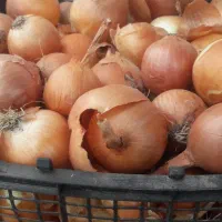 بذر پیاز فلات طلایی|خدمات باغبانی و درختکاری|آشخانه, |دیوار