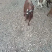 بز آبستن|حیوانات مزرعه|نجفآباد, حومه نجف آباد|دیوار