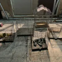 ۵ عدد قفس پرنده یکجا (قیمت عالی)