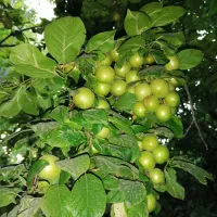 باغچه-300-متری-سندتکبرگ-کردزار