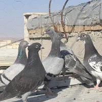 ۶ عدد آلمانی