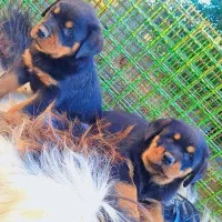 روتوایلر اصیل