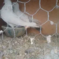 کفتر پرشی|پرنده|ساوه, |دیوار