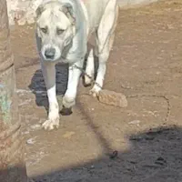 سگ گوسفندی و نگهبان دوساله