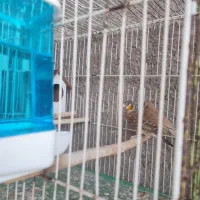 فنچ گلو بریده حنایی زبان زرد ۲۶۰۰|پرنده|لامرد, |دیوار