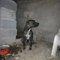 ×سگ امرکن بولی اورجینال ماده×|سگ|کرج, کمالشهر|دیوار