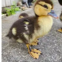 جوجه محلی و جوجه اردک