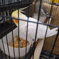 عروس هلندی نر و ماده سالم و سرحال|پرنده|دهگلان, |دیوار