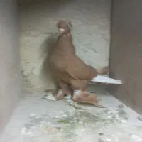 کبوتر|پرنده|باسمنج, |دیوار