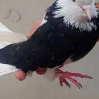 کبوتر گم شده