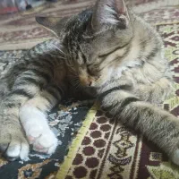 واگذاری دو بچه گربه ۸ماهه|گربه|اصفهان, عمان سامانی|دیوار