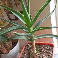 گل آپارتمانی|گل و گیاه طبیعی|مرودشت, ژیان|دیوار