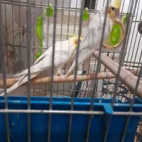 جفت عروس هلندی باقفس|پرنده|محمدشهر, کوی بهار|دیوار