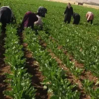 سرکارگرکشاورزی