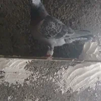 ۲ عدد کفتر پرنده نر گرفتنی دانه ای ۱۵۰|پرنده|الوند, |دیوار