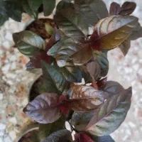 گل گل گل|گل و گیاه طبیعی|قم, زاد|دیوار