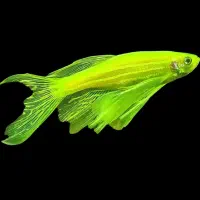 کالر رنگی زبرا رنگی قیمت مناسب