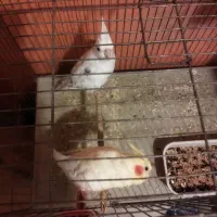 مرغ عشق وعروس هلندی|پرنده|آبپخش, |دیوار