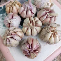 سیر