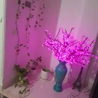 گل چراغ خواب