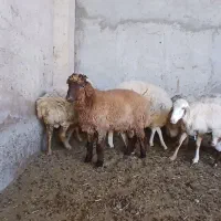 همو