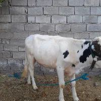 یک راس جلب یک راس گستر هلشتاین ۳ماه اوستن