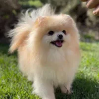 سگ نر پامرین خرسی یا روباهی خوب